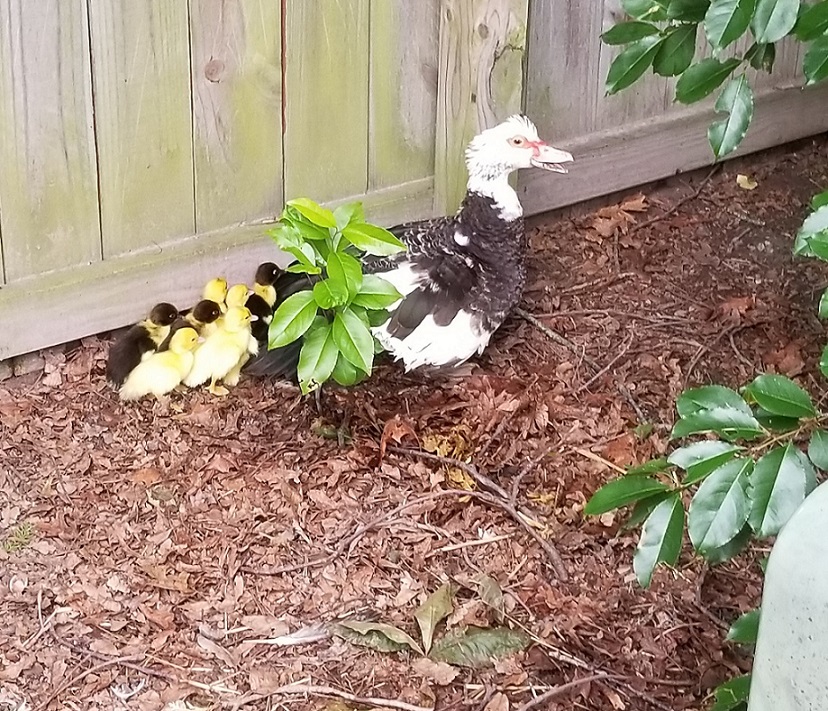 Muscovy Duck: Best Backyard Duck for an Urban Homesteader -No More ...