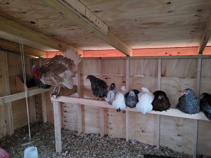 Laying hens perched in the coop, tom turkey also perched