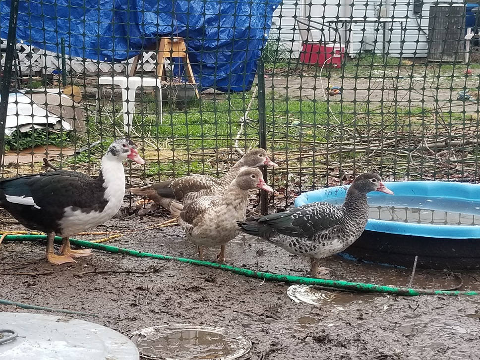 Ducks by their pool, mud everywhere!