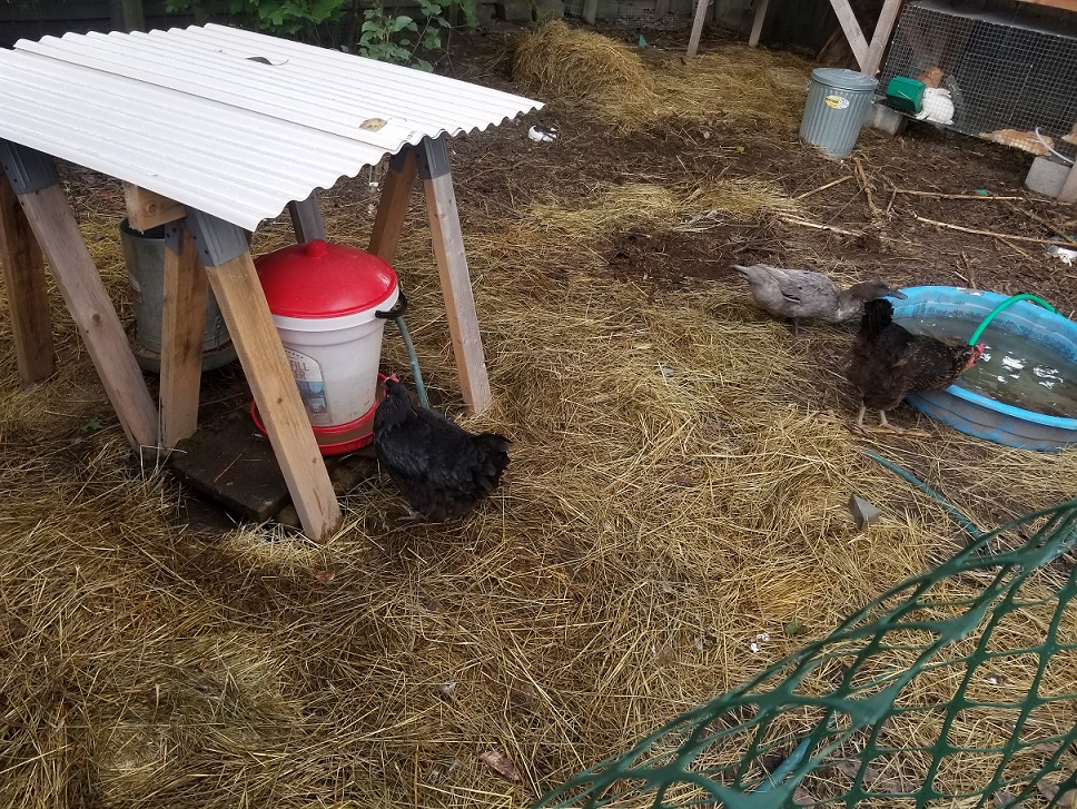 Chicken yard with lots of hay down to prevent mud and poop build up