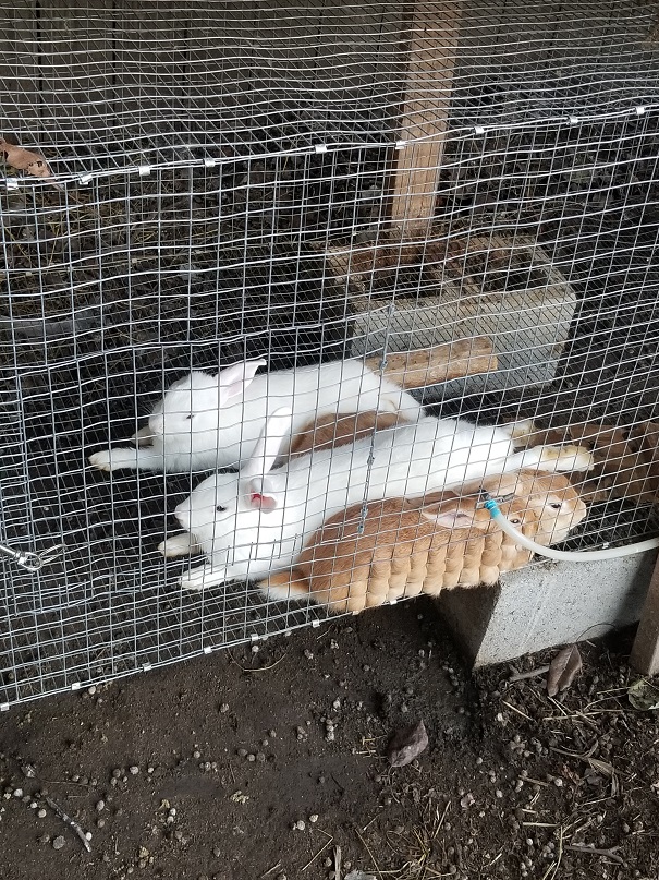 Rabbits in cage, ground under recently cleaned