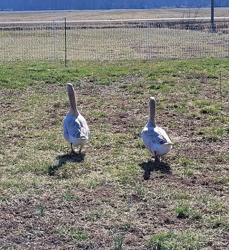 Two guard geese walking away to check the perimeter