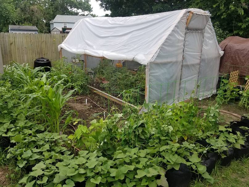 Outside hoop house garden, compost barrel in back