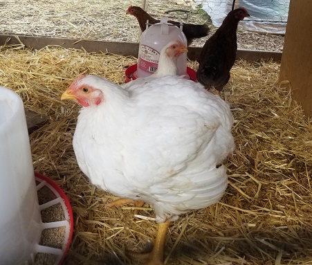 A large Cornish cross chicken