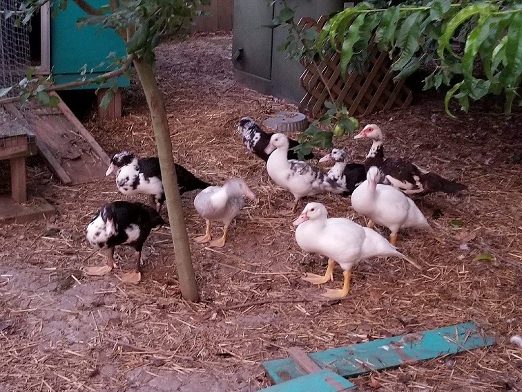 Muscovy duck with her 8 almost mature ducklings