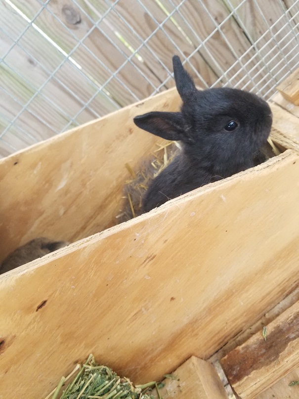 Bunny in the nest box...possibly going to the bathroom