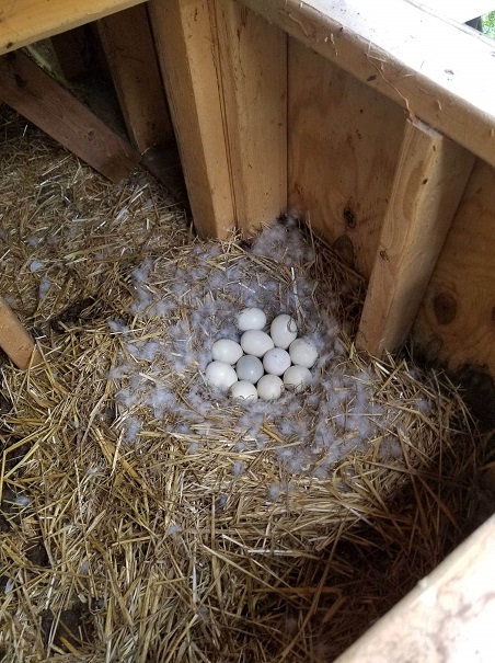 Poop cakes around a duck nest.