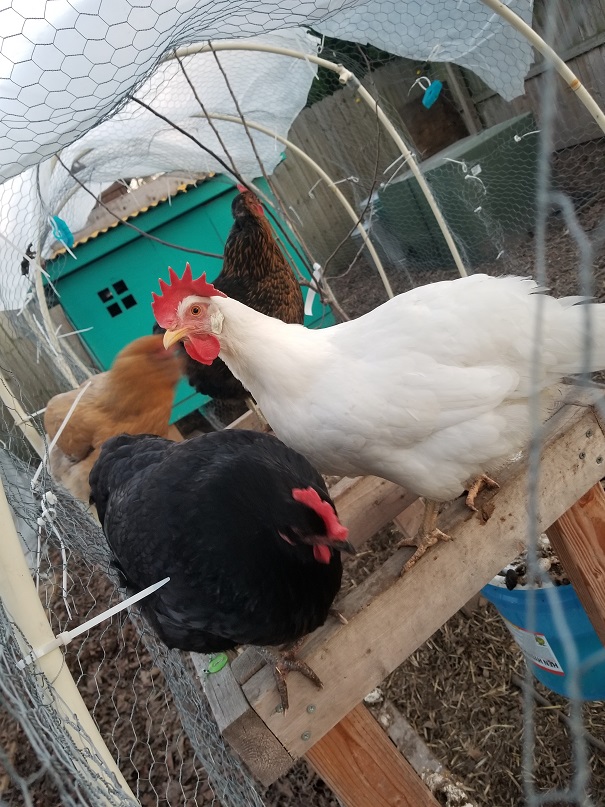 Chickens perched on top of hanging waterer stand. Pooped on waterer lid.