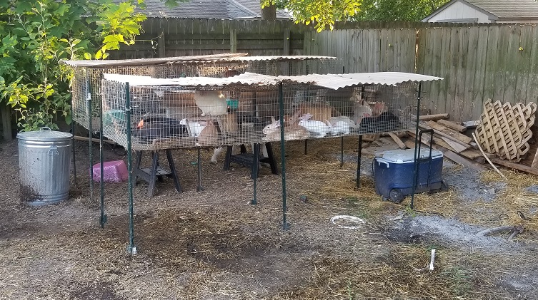 Side by side rabbit cages supported by T-post. Great system