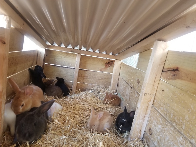 Many rabbits in a wooden hutch playing with straw