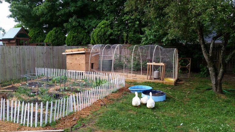 Guide to Free Range Backyard Chickens and Ducks -No More Stomach Acres ...