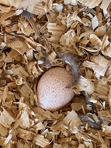 Turkey egg and feathers in pine shavings