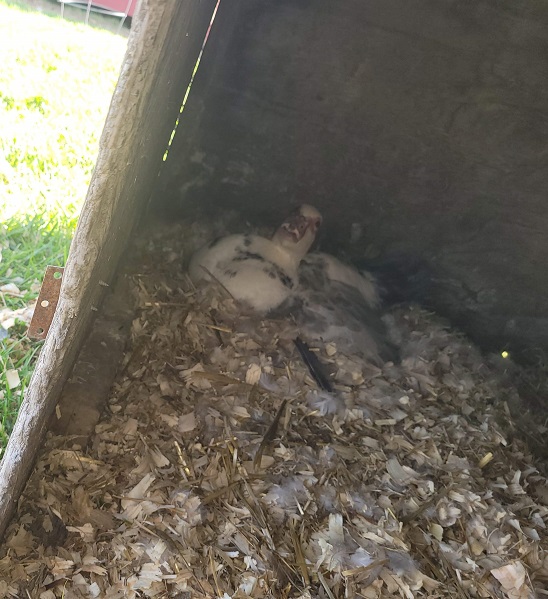 Muscovy duck sitting on her nest