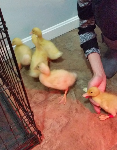 5 baby pekin ducklings on tile floor