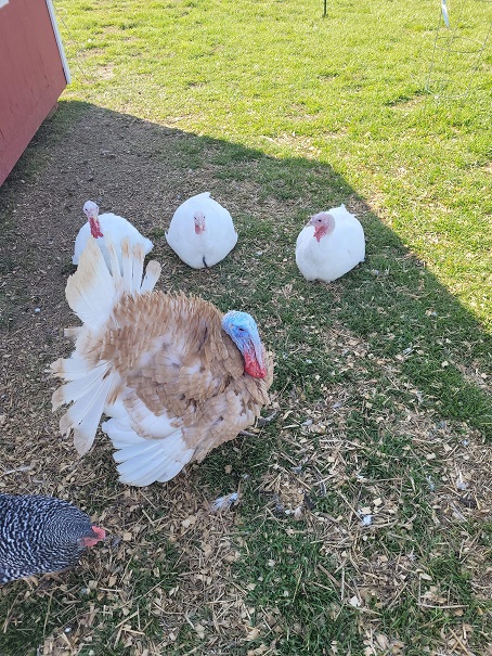 Heritage buff tom strutting for his three commercial white hens