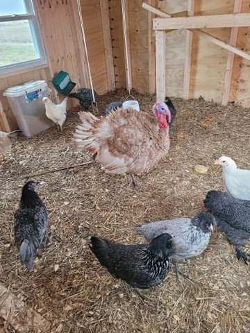 Buff tom turkey and 9 chickens inside a coop.