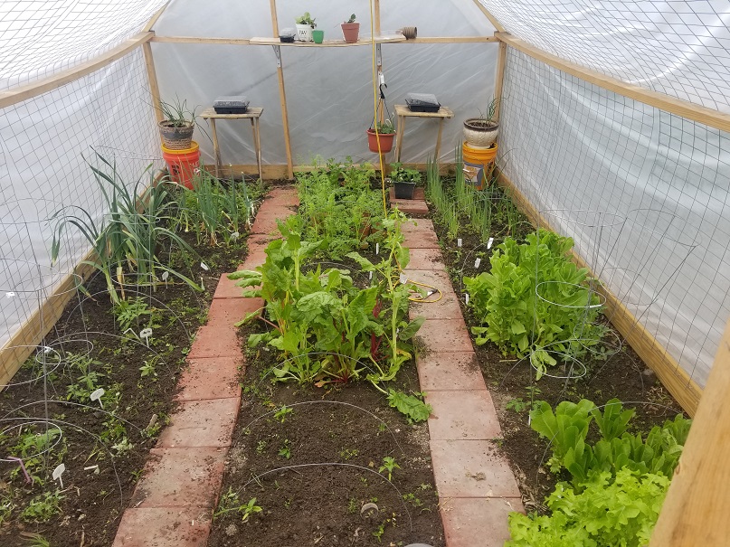 Greenhouse with various salad greens, garlic, green onion and young tomato plants