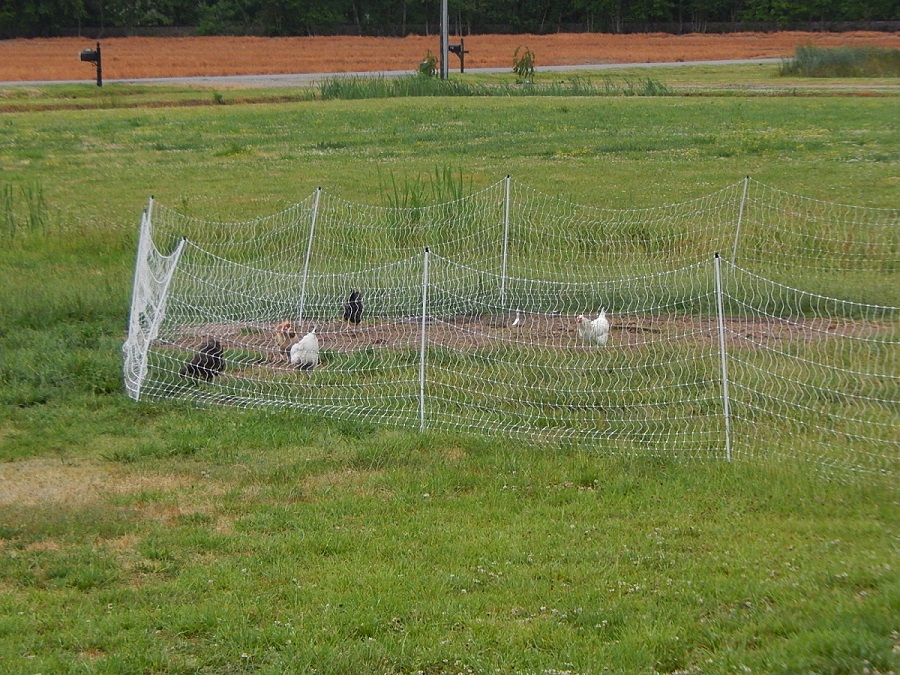 Chickens inside electric poultry net