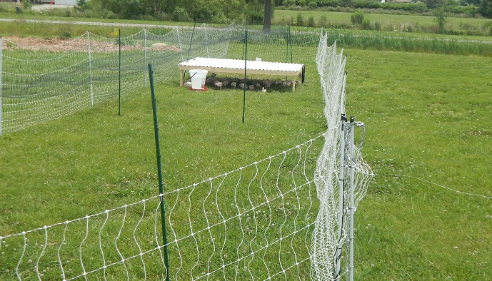 Electric Poultry Netting Fence: Worked Great for Us - No More Stomach Acres  Homestead