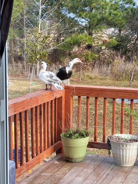 Two muscovy ducks on our deck. They need their wings clipped again now that feathers regrew post molt