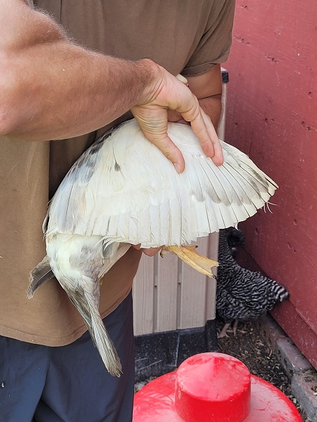 A muscovy duck with clipped wings