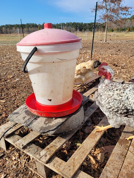 Chickens at waterer