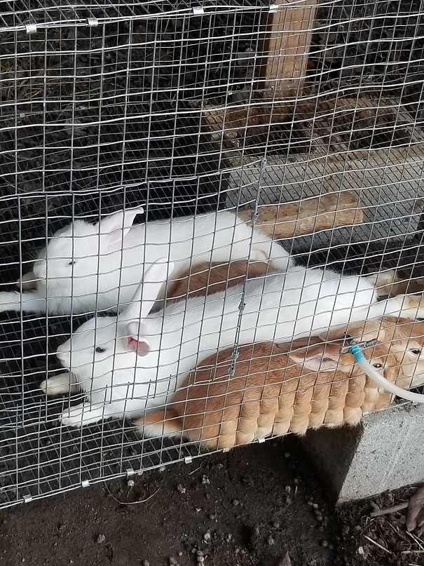 Young brown and white rabbits relaxing