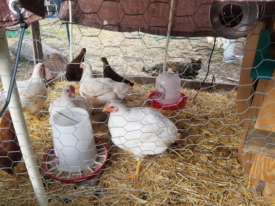 young Cornish cross white meat chickens