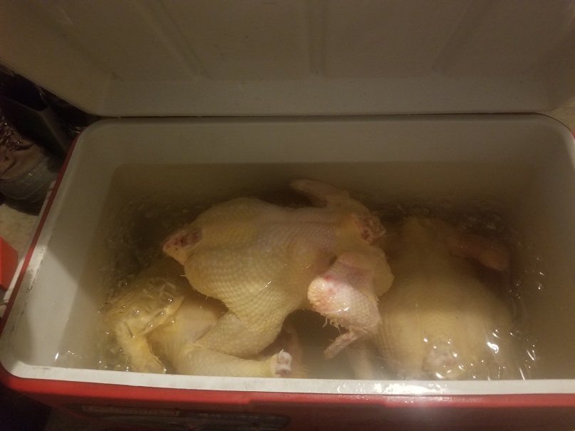 processed chickens in a cooler