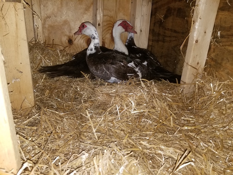 2 muscovy ducks nesting in a coop