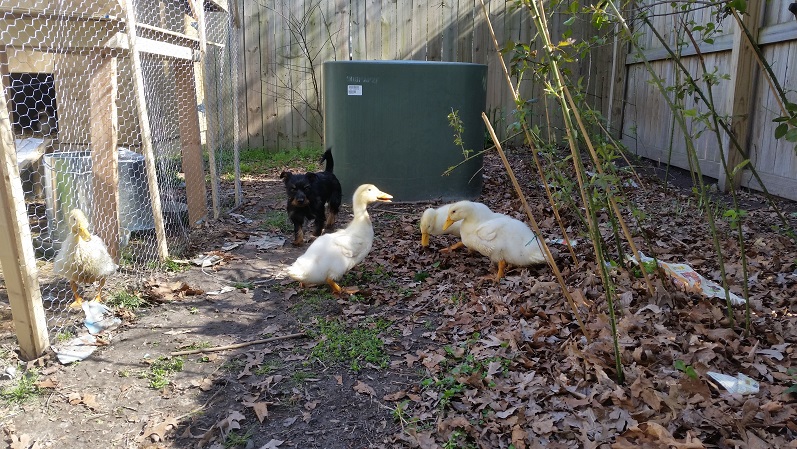 young pekin ducks with a small dog in the background