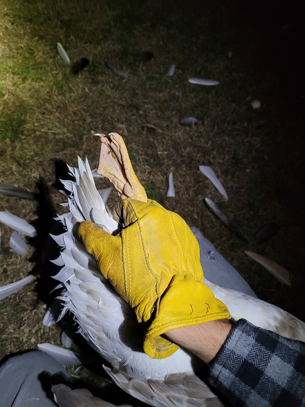 Gloved hand holding wing and leg out streached after clipping.