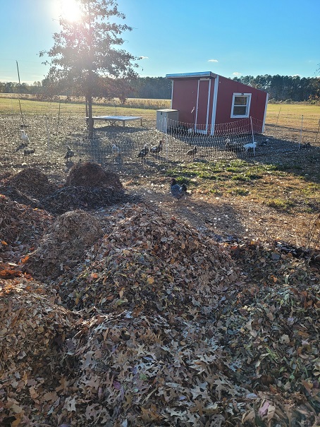 Mounds of leaves in the future garden area with a chicken run in the background