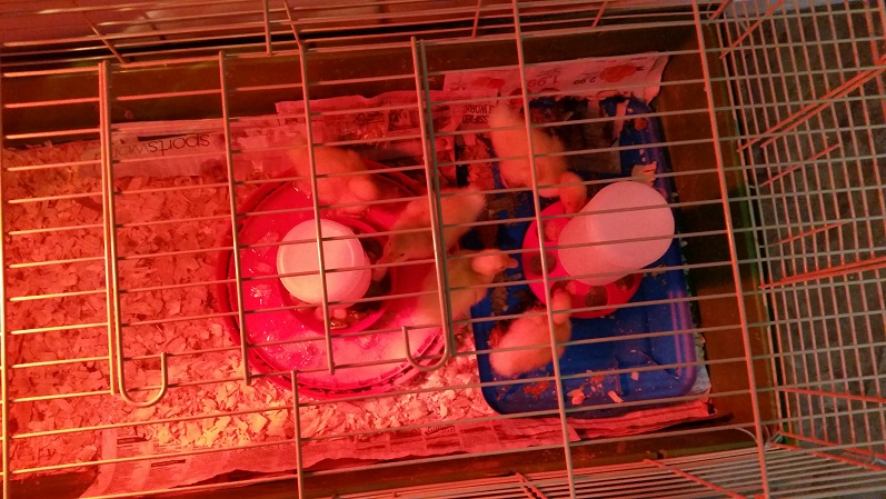 Ducklings food and waterer on trays to keep cleaner