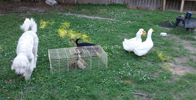 2 dogs, 3 male white pekins and 5 baby ducklings in a yard