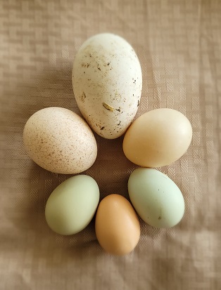 Top moving clockwise various eggs in a circle: Goose, Duck. 3 Chicken (green and brown), Turkey