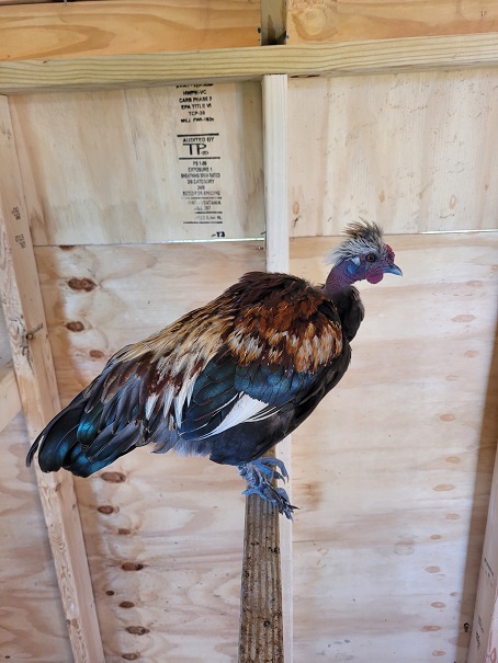 Naked neck bantam rooster perched