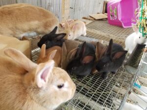 Young black brown and white rabbits in a community run.