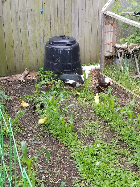 Ducks and ducklings in the garden