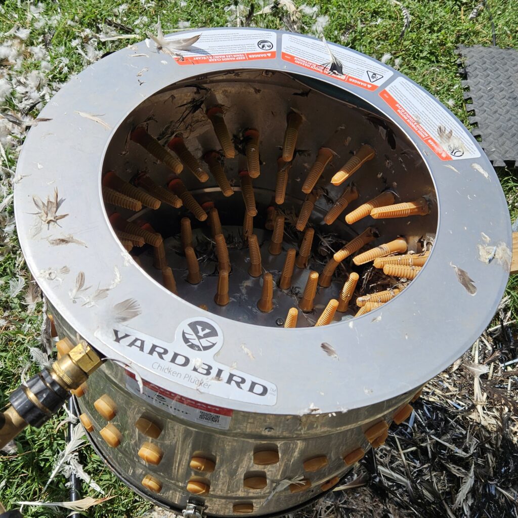 Yard bird chicken plucker after a day of processing