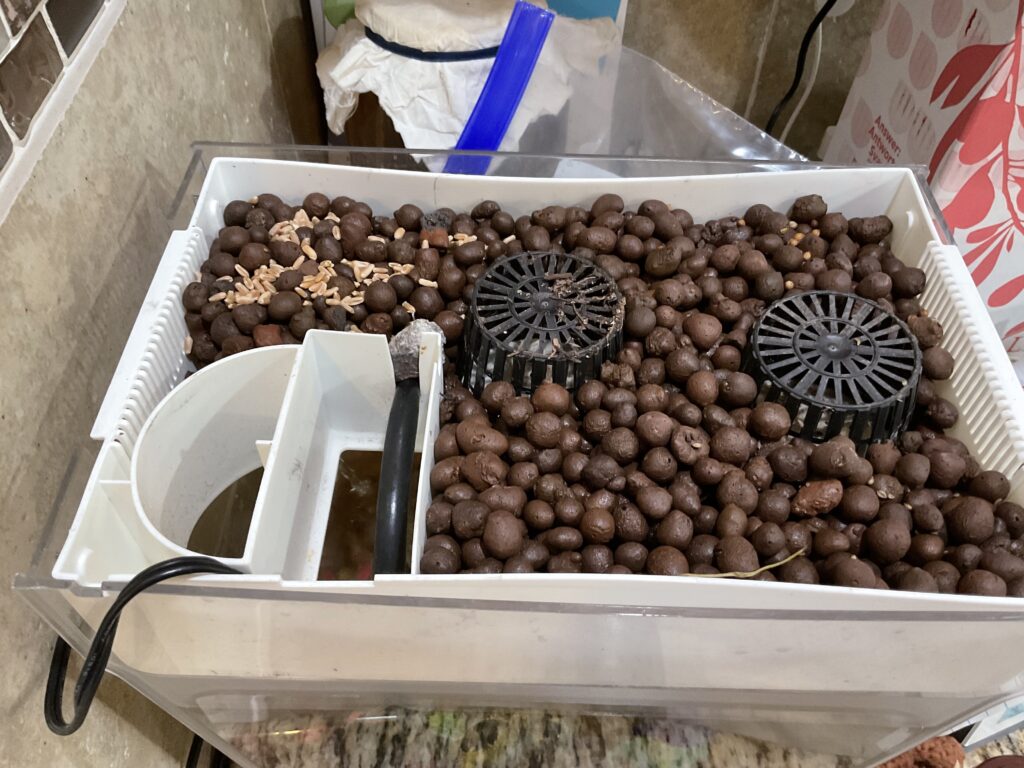 Aquaponics fish tank with clay ball growing medium filling the top